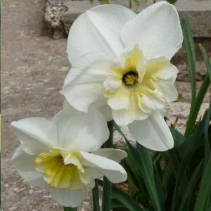 Šķeltziedu narcise "Papillon Blanc"